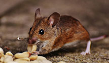 24 Hour & Emergency Exterminators in Lake Orion, MI